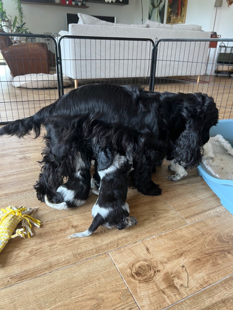 chiot Cocker Spaniel Anglais Bois De La Margelle